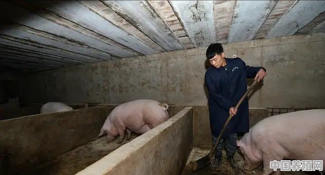 2019生猪前景如何？小散户和家庭养殖场该何去何从 - 中国养殖网