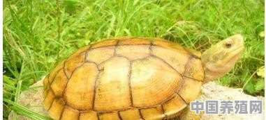 广州江门西江有什么龟种 - 中国养殖网