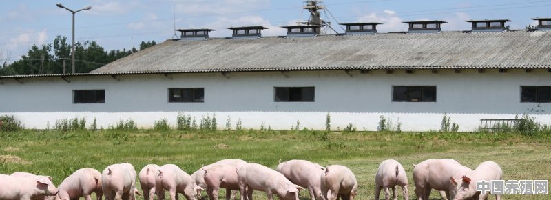 猪场病猪都销往哪里 - 中国养殖网