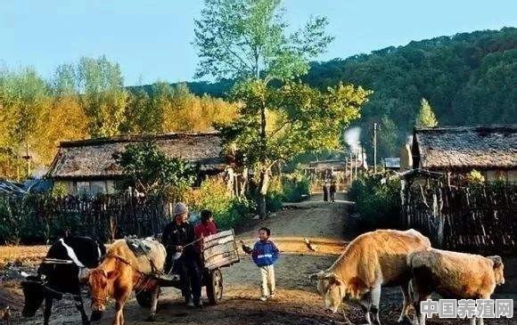 在农村买瘦弱老牛催肥卖，有出路嘛 - 中国养殖网