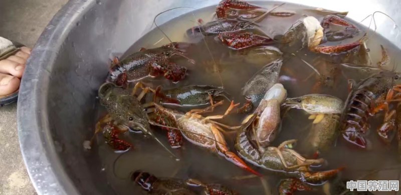 在安徽可以养殖小龙虾吗 - 中国养殖网