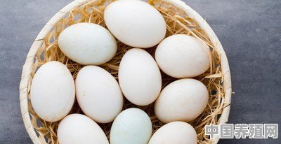 请问养蛋鸭冬季不减料减蛋什么原因 - 中国养殖网