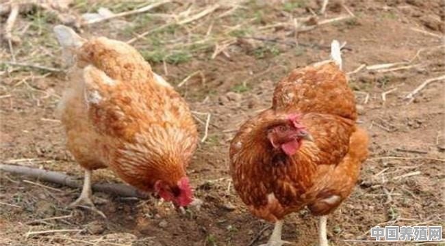 养鸡如何预防鸡生病 - 中国养殖网