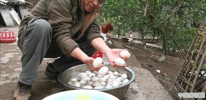 网上买的种蛋要放一天吗 - 中国养殖网
