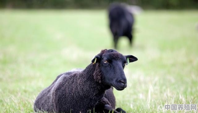 中国最好吃的羊肉是什么羊 - 中国养殖网