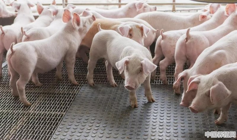 猪为什么圈养 - 中国养殖网