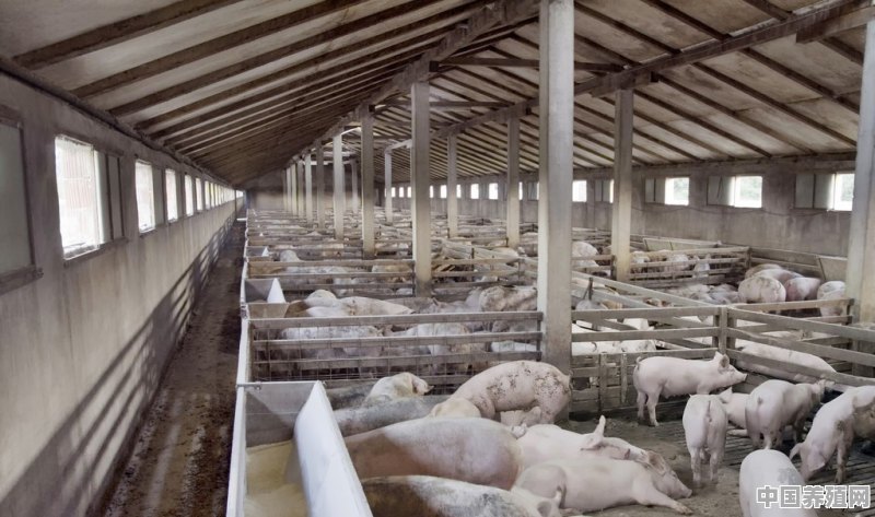 猪价高万科要养25万头猪，曾经网易丁磊夸要养猪而不见猪，为啥 - 中国养殖网