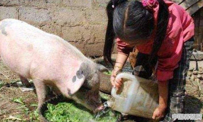 现在来看以前农村自家养的猪是不是都是垃圾猪 - 中国养殖网