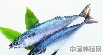 哪些海鱼是不能人工养殖的 - 中国养殖网