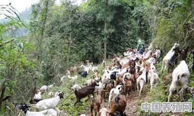 羊怎样放牧？放牧时要注意哪些问题 - 中国养殖网