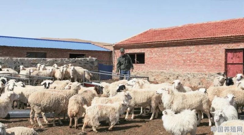 如果在农村发展养羊，需要做哪些准备呢 - 中国养殖网