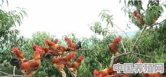 农村散养蛋鸡什么品种好 - 中国养殖网