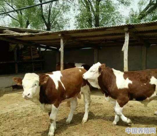 100头母牛需要多少资金 - 中国养殖网