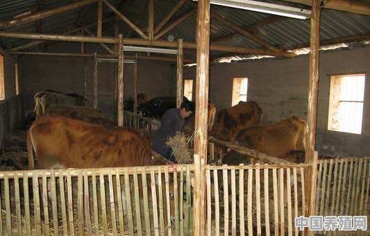 冬天天气寒冷，养牛时有哪些事项需要注意 - 中国养殖网