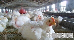 速成鸡与普通家养鸡有什么区别 - 中国养殖网