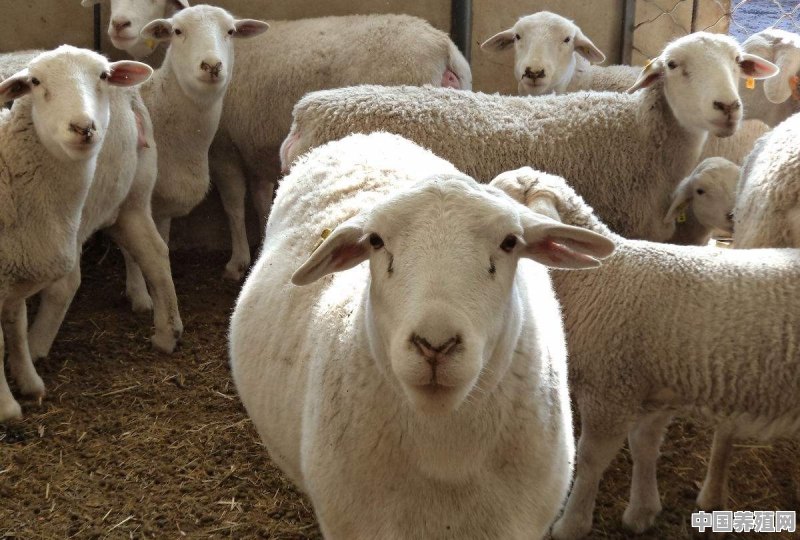 我有十万我想养羊能养多少只羊 - 中国养殖网