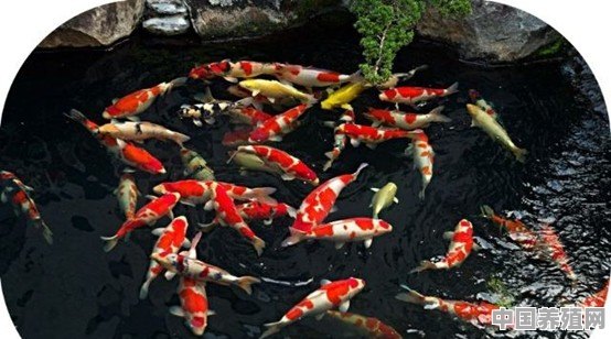 楼顶池30平方，水深0.6米，能养什么鱼 - 中国养殖网
