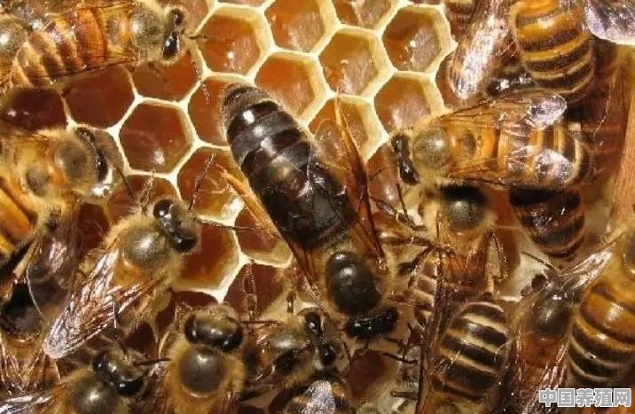 怎么养殖蜂？如何管理蜂王？如何收箱？零基础可以学会的，谢谢 - 中国养殖网