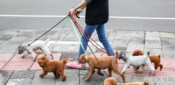 国家规定城市小区不准养禽畜，狗也是六畜之一，养狗违法吗 - 中国养殖网