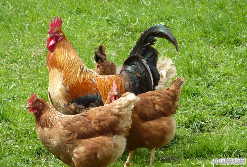 如何来看鸡有多少日龄 - 中国养殖网