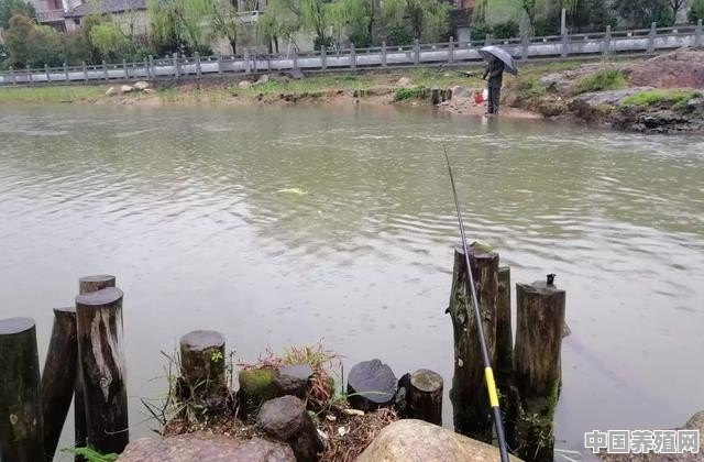 我这河里有鲫鱼，但钓不到，水非常浅，只有二三十公分，怎么钓 - 中国养殖网