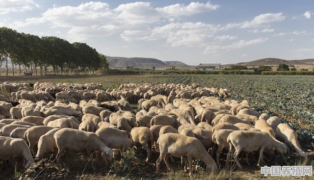 养羊还能挣钱吗？养多少只羊能一年能挣10万 - 中国养殖网