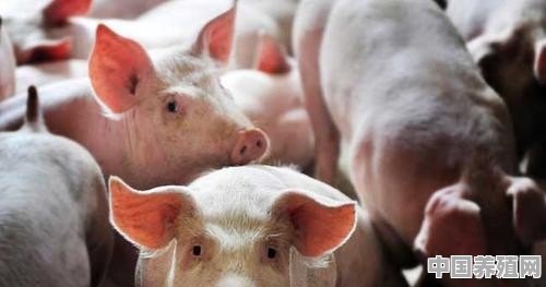农村养猪，猪场环境对养猪有什么什么影响，要如何控制 - 中国养殖网