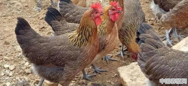 在西南地区养殖什么品种的鸡，经济效益比较好 - 中国养殖网