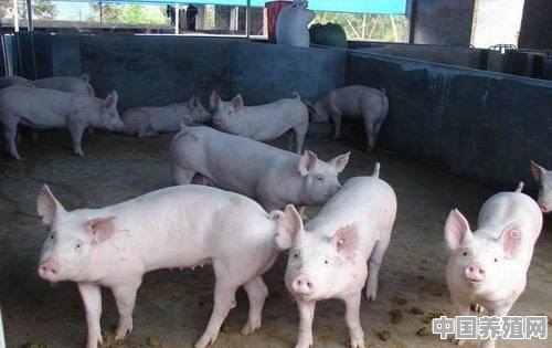 猪肉批发生意要怎么做 - 中国养殖网