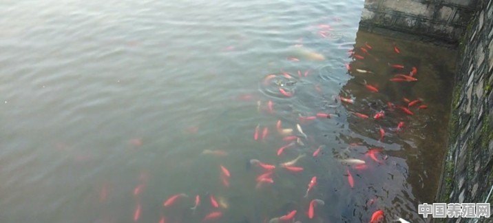 禾花鲤鱼和红鲤鱼能混养吗 - 中国养殖网