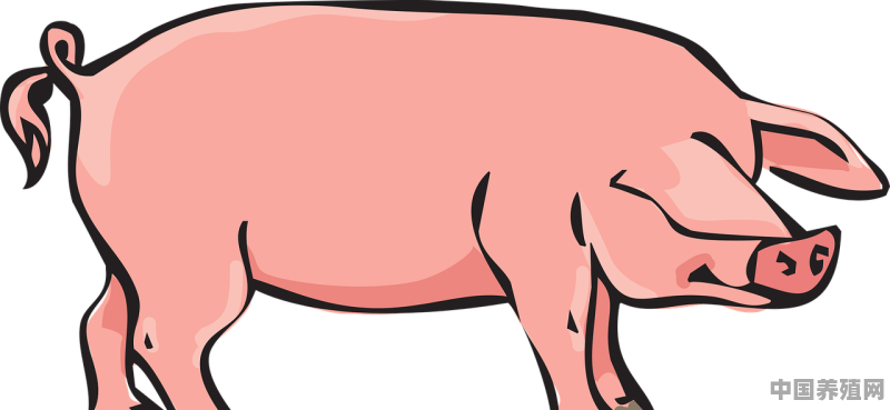 猪养殖栅栏怎么建 - 中国养殖网