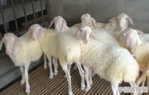 准备作为种羊的羊羔是舍饲好还是放牧好 - 中国养殖网