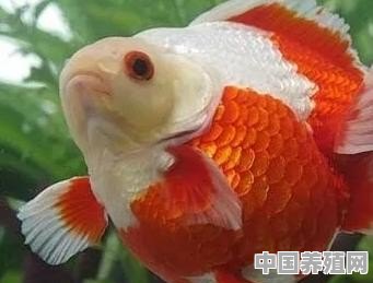 适合家庭养的鱼有什么品种 - 中国养殖网