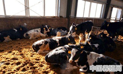 成年肉牛如何销售 - 中国养殖网