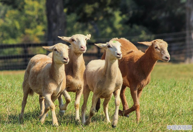 我是江西抚州的养什么羊好，养羊成本高吗 - 中国养殖网