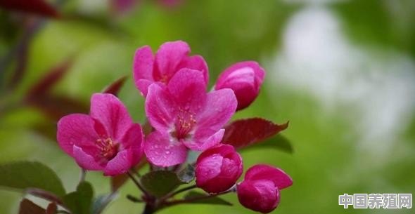 红宝石海棠怎么养 - 中国养殖网