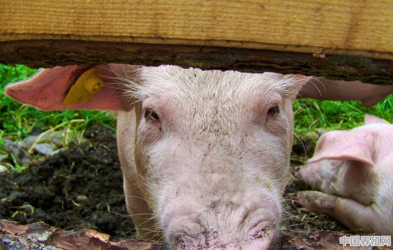 如何做好养殖猪患有蓝耳病的免疫评估 - 中国养殖网