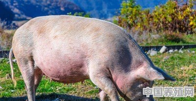 怎么提高母猪的受孕率 - 中国养殖网