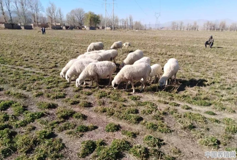 今年村里有些人都在搞畜牧业，前景如何 - 中国养殖网