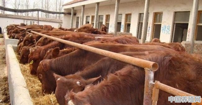 农村小型圈养牛舍怎样建造比较合理 - 中国养殖网