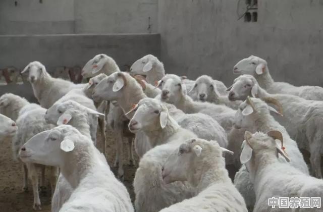 母羊下完羔多久可以打三联四防 - 中国养殖网