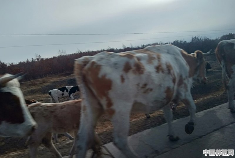 母牛怀孕期间怎么护理 - 中国养殖网