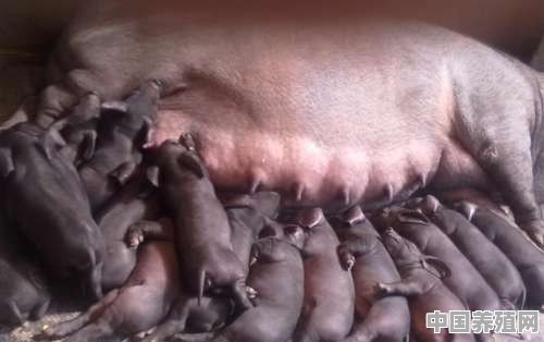 二十头母猪生产出售仔猪算什么规模 - 中国养殖网