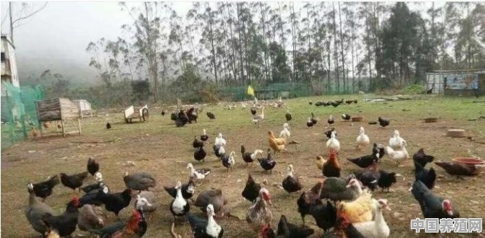 农村的土鸡鸭，没销路市场，大家有啥好的建议 - 中国养殖网