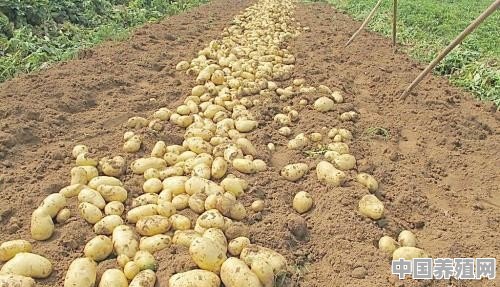 马铃薯产量降两成，库存量降三成，价格会疯涨吗 - 中国养殖网