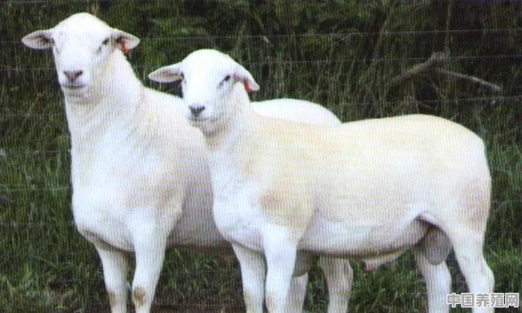 澳洲白杂交怀胎母羊，在寒冷天气能适应吗 - 中国养殖网