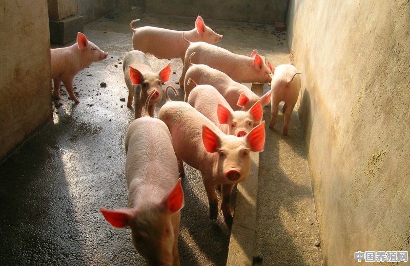 怎么才能用好养猪场的猪粪 - 中国养殖网