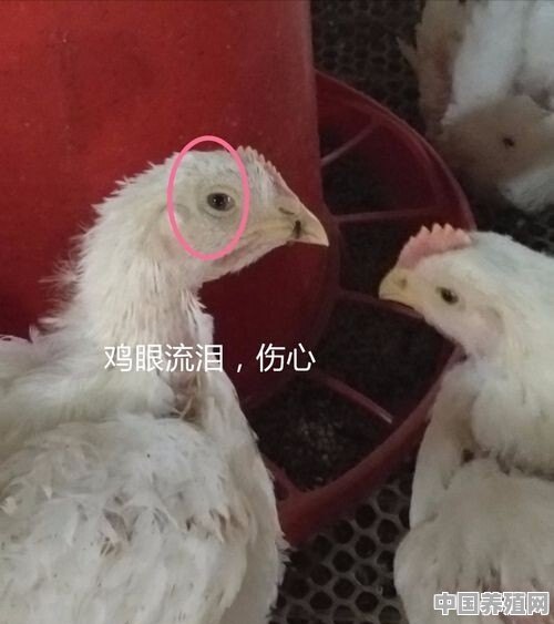 鸡发烧吃什么药最好？效果如何 - 中国养殖网