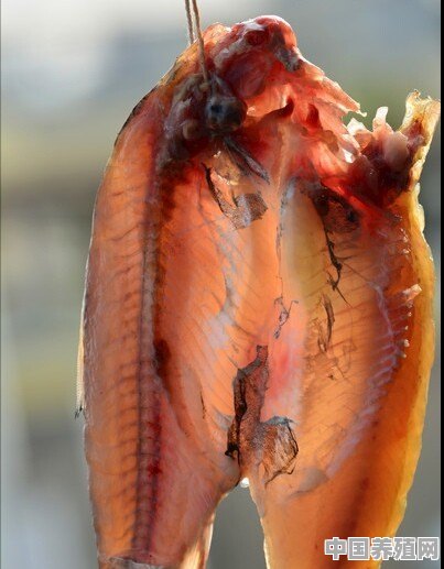 信阳干鱼是怎样制作的 - 中国养殖网