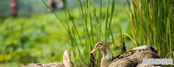 养鸭户知道鸭子和水稻共生的好处吗 - 中国养殖网